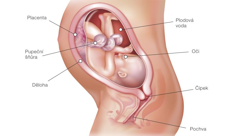 Fotografie (30. týždeň tehotenstva: Vývoj plodu a tehotenské zmeny)
